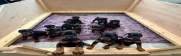 Dobermann dogs for sale: KC registered exclusive Dobermann puppies  - Advert 14