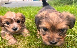 Yochon dogs for sale: Millie’s first litter  - Image 2