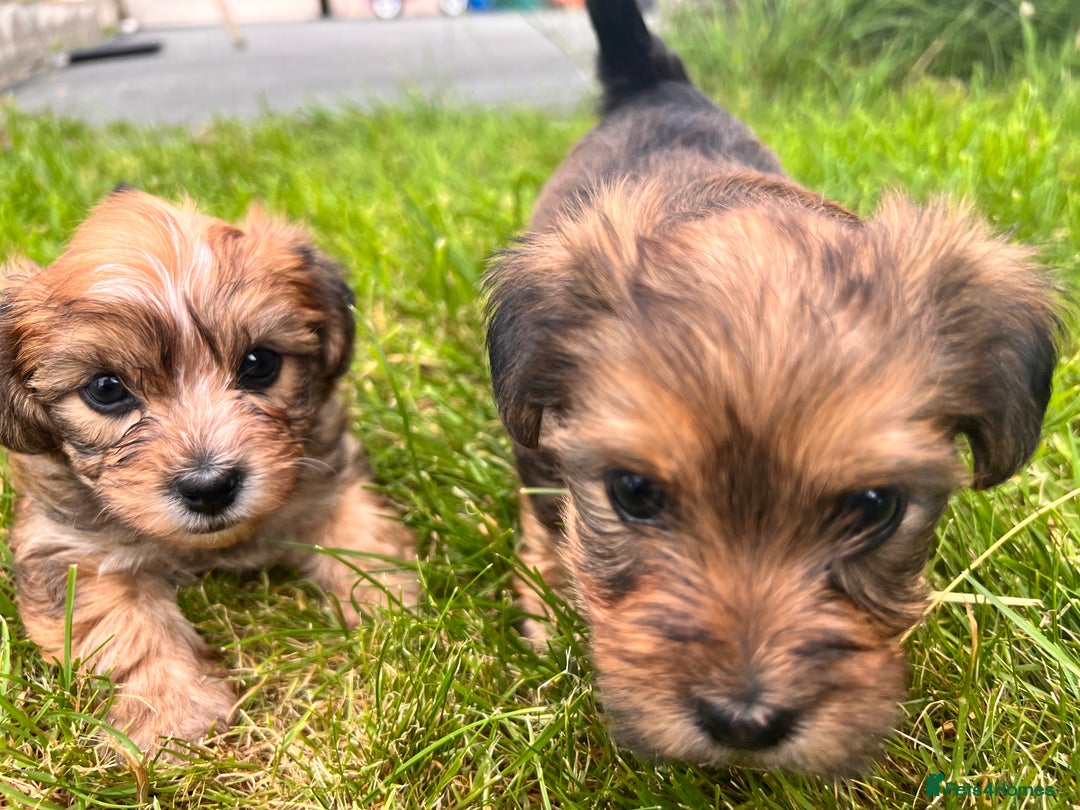 Yochon dogs for sale: Millie’s first litter  - Image 2