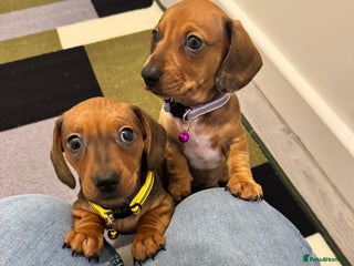 Miniature Dachshund dogs Sweet Miniature Dachshund - Advert 13