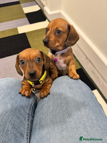 Miniature Dachshund dogs Sweet Miniature Dachshund - Advert 2