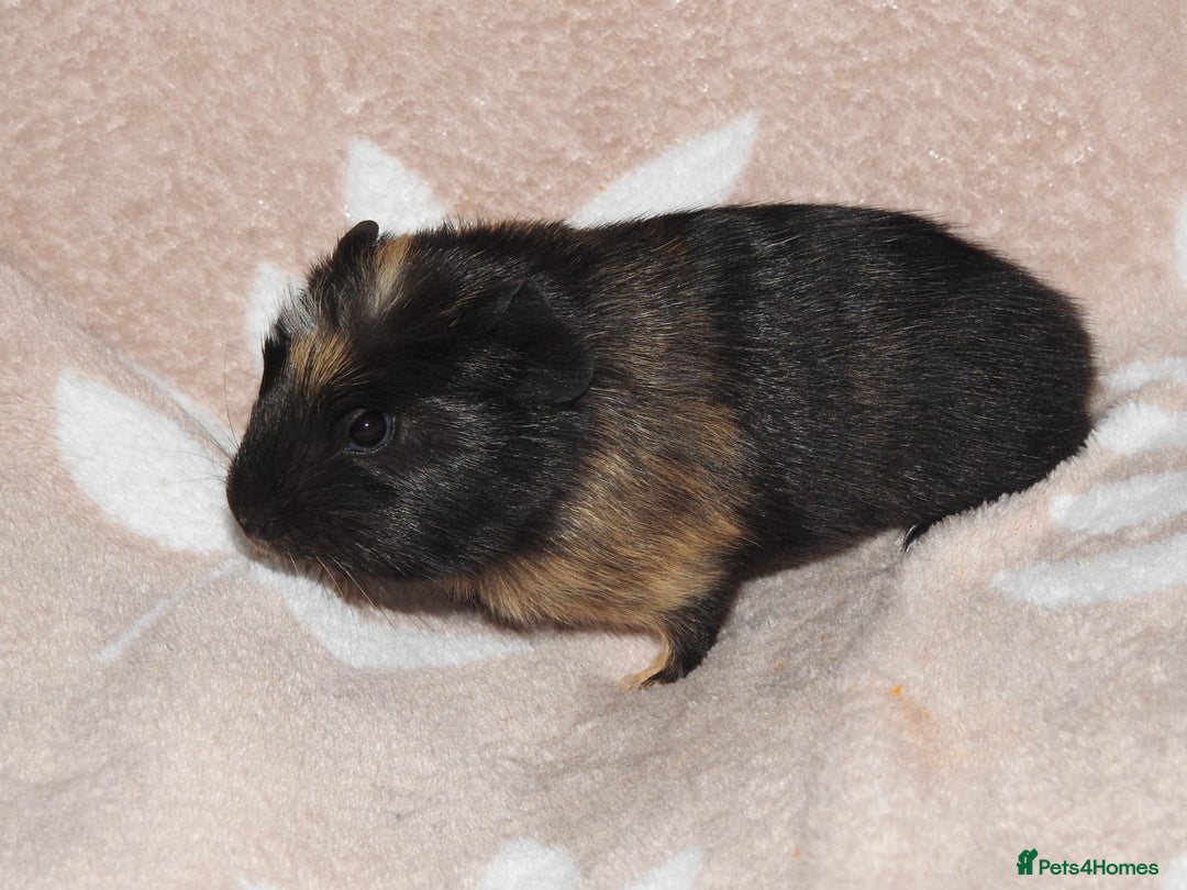 Guinea Pig rodents for sale: 2 crested guinea pigs available 1 male 1 female  - Advert 6