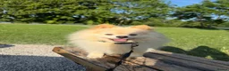 Pomeranian dogs for sale: Gorgeous Pomeranian  - Advert 6
