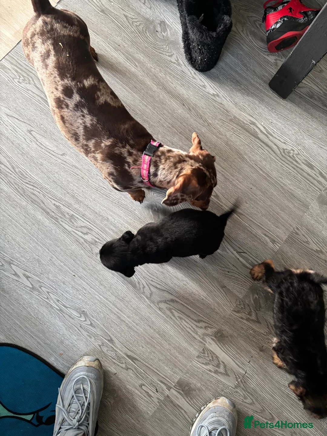 Mixed Breed dogs for sale: 3 beautiful dachshund cross Yorkshire terrier  - Advert 14