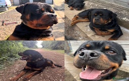 Rottweiler dogs for sale:  Rottweiler Puppies - READY NOW! 2 LEFT!  - Image 20