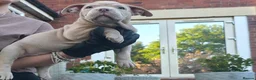 American Bully dogs for sale: Exclusive American Bully Pocket Premium Line - Advert 6