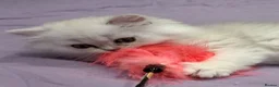 Persian cats for sale: GCCF Registered Persian Kittens Available - Advert 13