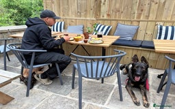 German Shepherd dogs for sale: Vonlisand Lunatic Tyson aka Brock  - Image 5