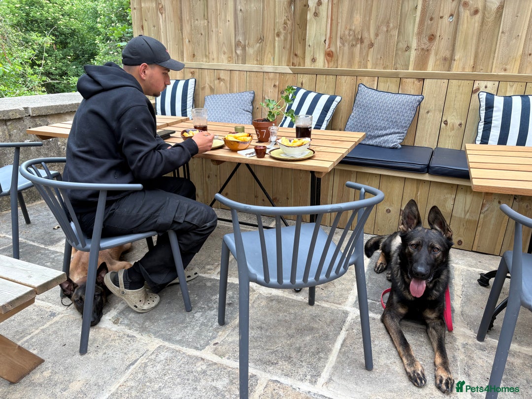 German Shepherd dogs for sale: Vonlisand Lunatic Tyson aka Brock  - Image 5