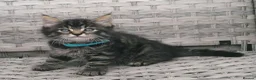 Mixed Breed cats for sale: Exceptional Kittens, Wonderful Personalities ❤️ in Waltham Cross - Advert 2