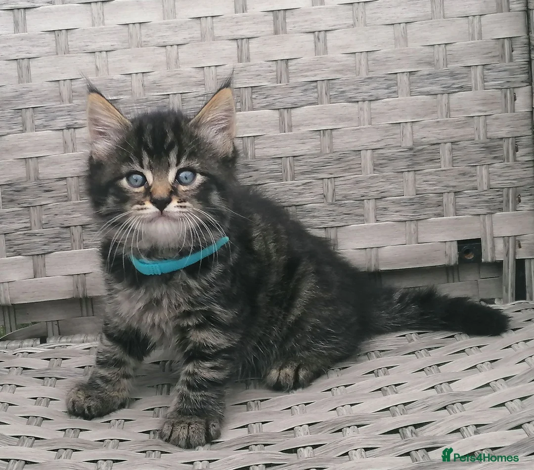 Mixed Breed cats for sale: Exceptional Kittens, Wonderful Personalities ❤️ in Waltham Cross - Advert 2