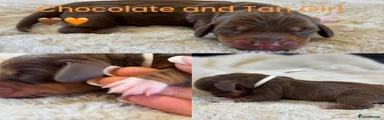 Pumpkin (chocolate and tan girl)