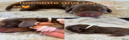 Miniature Dachshund dogs for sale: KC Reg Smooth Haired Miniature Dachshund Puppies - Advert 10