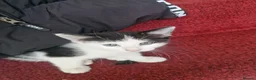American Shorthair cats for sale: One kittens left for sale ready to go now  in Middlesbrough - Advert 1