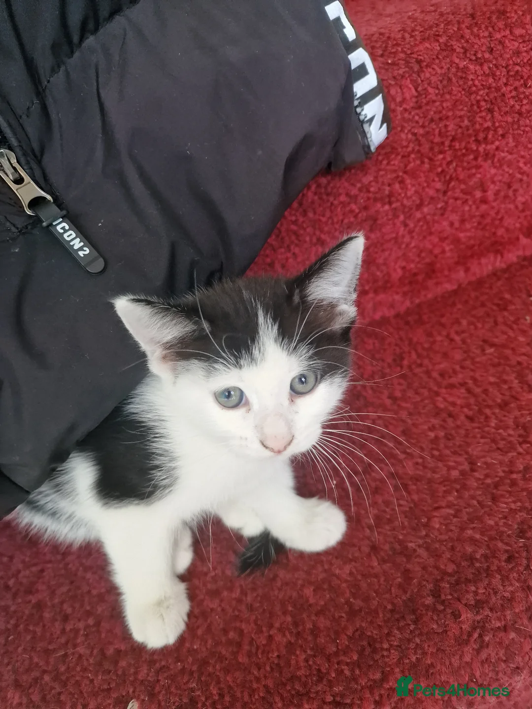 American Shorthair cats for sale: One kittens left for sale ready to go now  in Middlesbrough - Advert 1