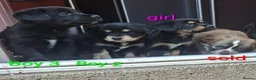 Mixed Breed dogs for sale: Cockerpom puppys 🐶 - Advert 9