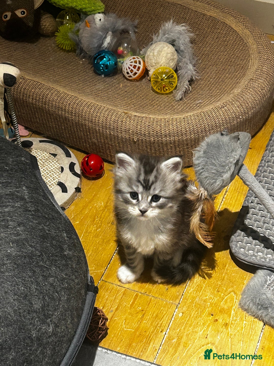 Maine Coon cats for sale: Stunning Purebred Maine Coon Kittens 😺  - Advert 12