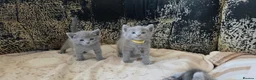 Russian Blue cats for sale: TICA full pedigree RUSSIAN BLUE kittens  - Advert 13