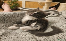 Maine Coon cats for sale: 4 beautiful maine coon kitten  - Image 15