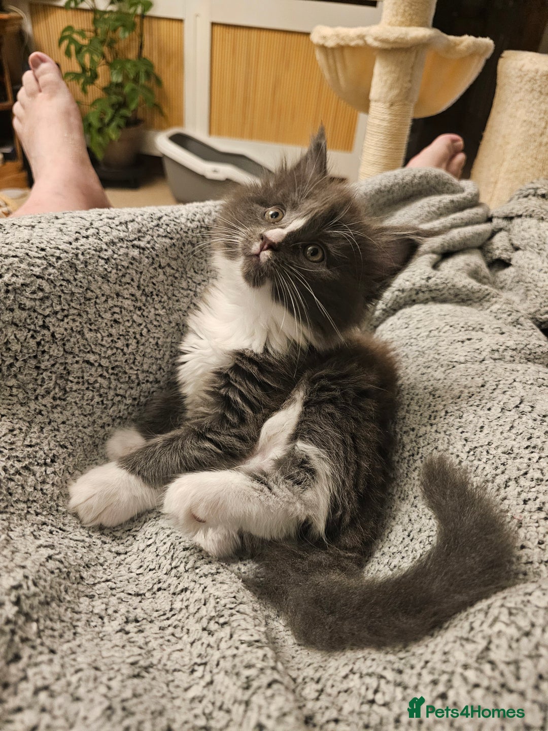 Maine Coon cats for sale: 4 beautiful maine coon kitten  - Image 15