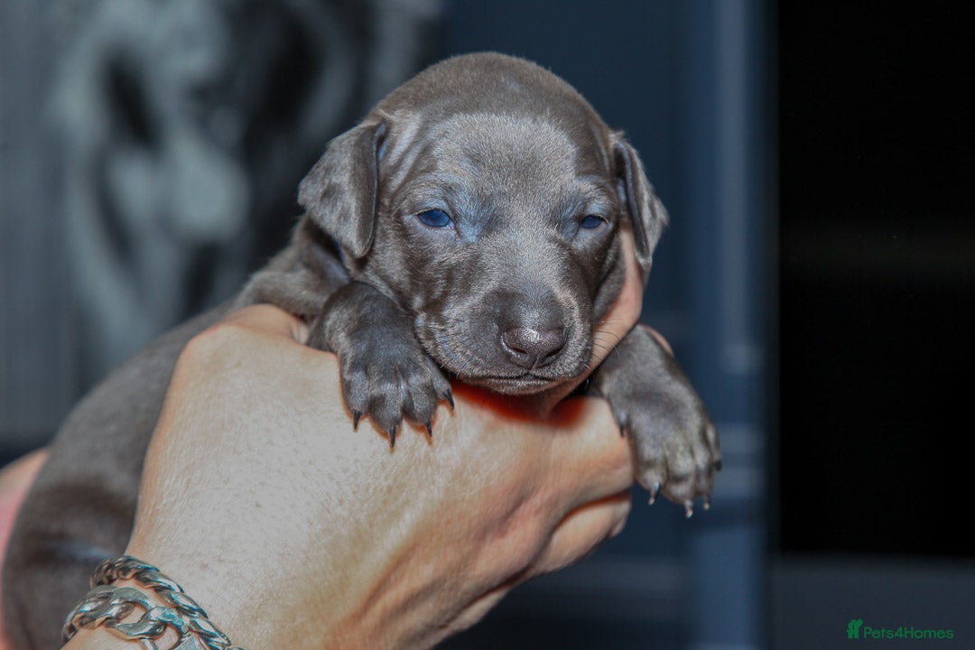 Italian Greyhound dogs for sale: 2 Stunning Italian Greyhound males left only £1800 in Norwich - Image 12