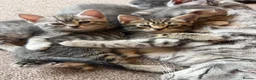 British Shorthair cats for sale: Silver Tipped British Short Hair Kittens in Bournemouth - Advert 13