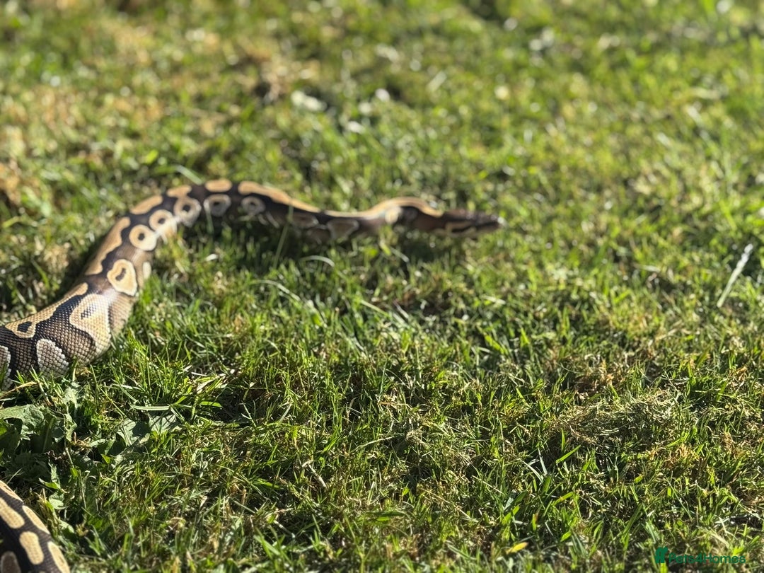 Python Snake reptiles for sale: Female mojave 1.5 year approx  - Advert 5