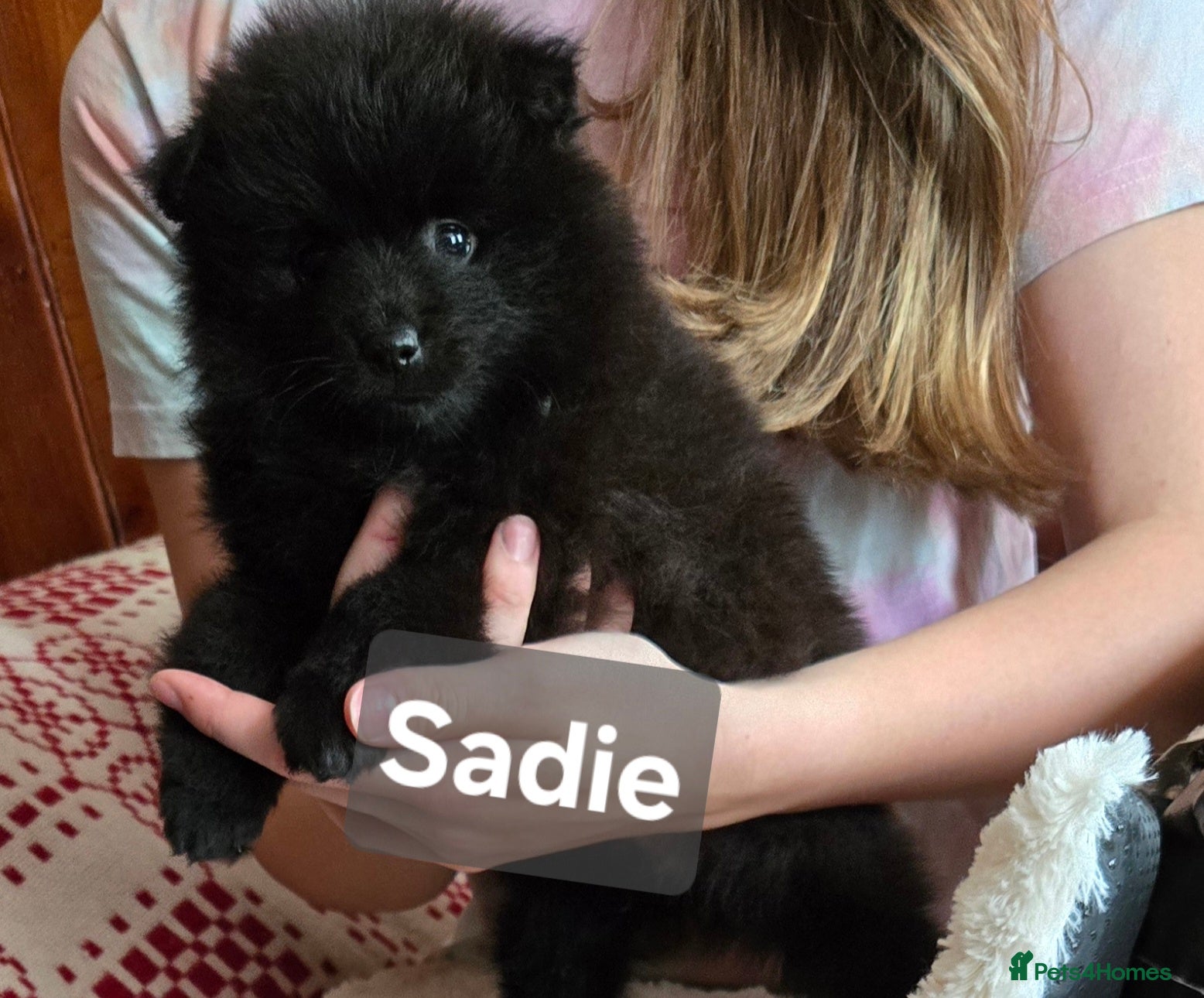 Pomeranian dogs Princess SADIE is available  - Advert 8