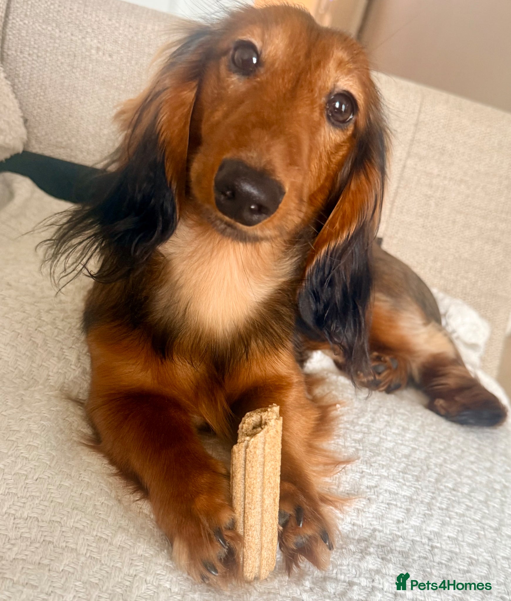 Miniature Dachshund dogs Beautiful little boy FOR STUD ONLY  - Advert 1