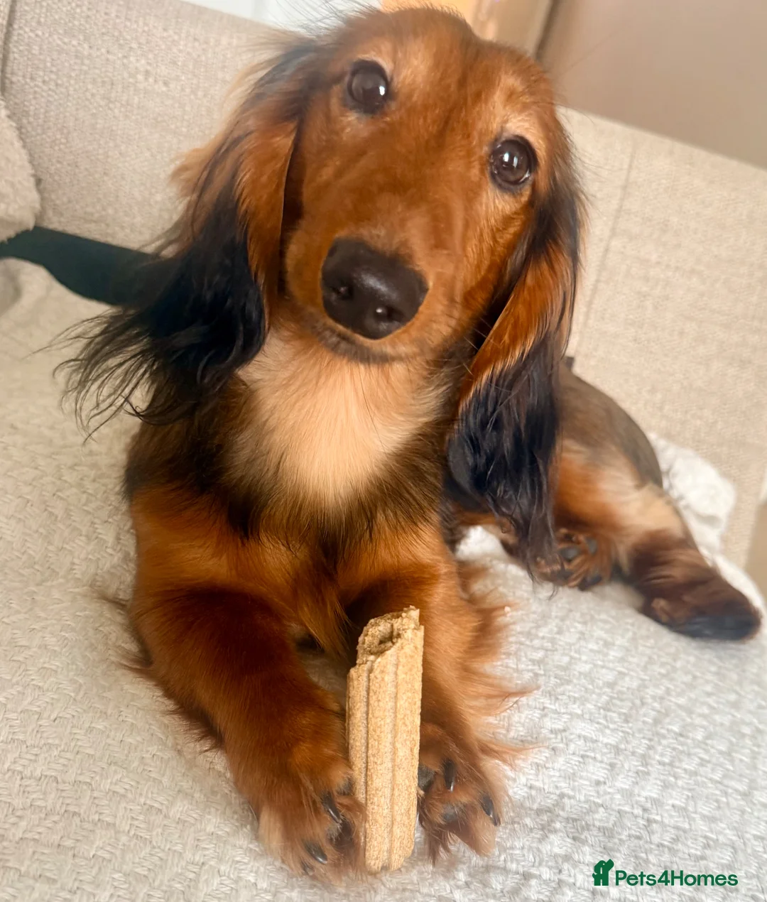 Miniature Dachshund dogs for stud: Beautiful little boy FOR STUD ONLY  in Sleaford - Advert 1