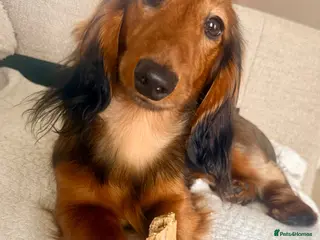 Miniature Dachshund dogs Beautiful little boy FOR STUD ONLY - Advert 6