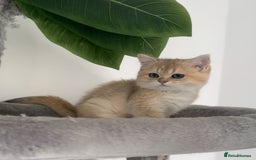 British Shorthair cats for sale: Golden Ny12 British Short Hair Boy  - Image 2
