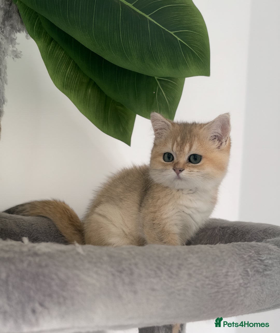 British Shorthair cats for sale: Golden Ny12 British Short Hair Boy  - Image 2