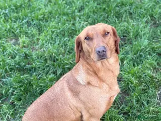 Labrador Retriever dogs Kc Labrador puppy - Advert 1