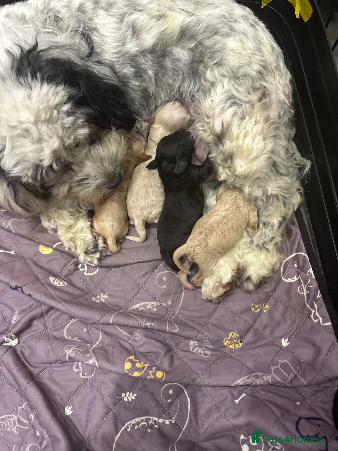 Cockapoo dogs for sale: F2 cockapoo puppies  - Advert 1