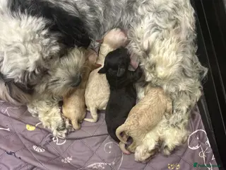 Cockapoo dogs F2 cockapoo puppies - Advert 11