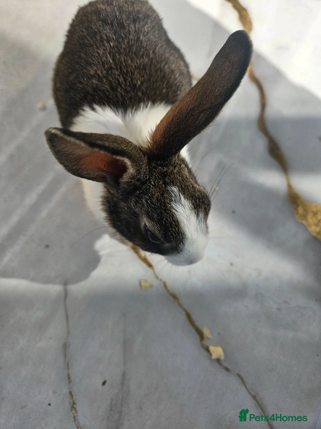 Dutch rabbits for sale: Dutch rabbits  in Bradford - Advert 21
