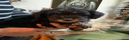 Schnoodle dogs for sale: Happy confident Schnoodle puppies  - Advert 35
