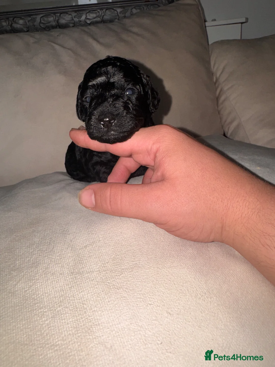 Cockapoo dogs for sale: F1bb cockapoo in Rotherham - Advert 14