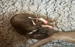 Italian Greyhound dogs for sale: Male Italian greyhound puppies  - Image 7
