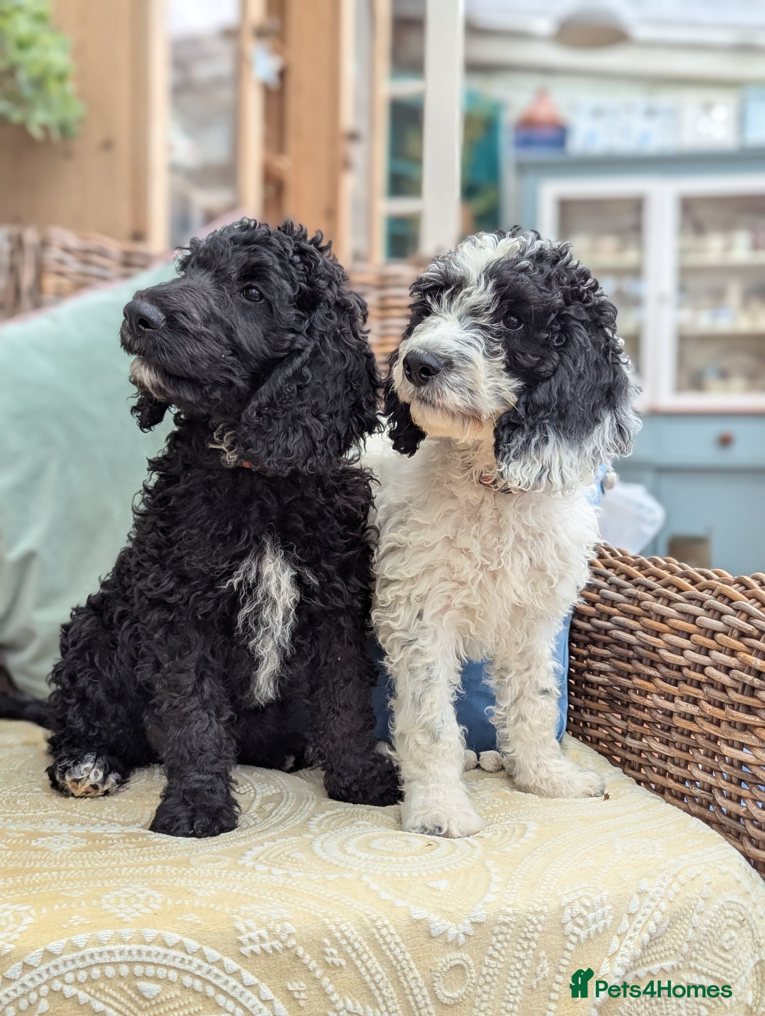 Cockapoo dogs F1 Standard Cockapoo Puppies  - Advert 1