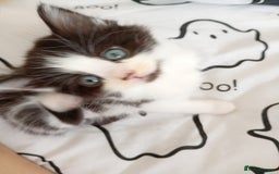 Bombay cats for sale: BSHxRagdoll🐈‍⬛ - Image 1