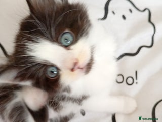 Bombay cats - Advert 4