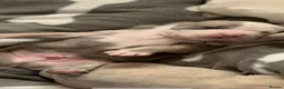 American Bulldog dogs for sale: American bull staffs 7 weeks  - Advert 4