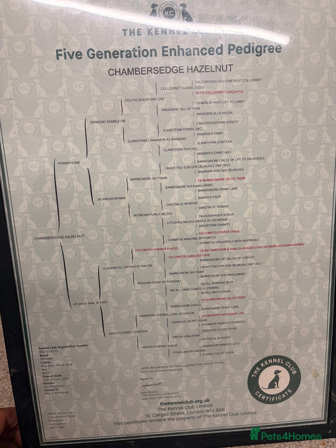 Whippet dogs for sale: 📣 Outstanding Show & Racing Lines - Advert 5