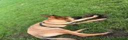 Belgian Shepherd Dog dogs for sale: 6 month old Belgium malinoi  - Advert 2