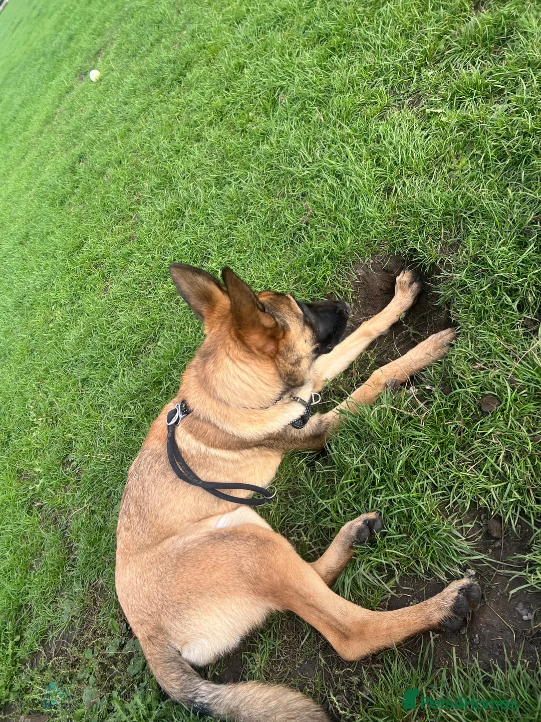 Belgian Shepherd Dog dogs for sale: 6 month old Belgium malinoi  - Advert 2