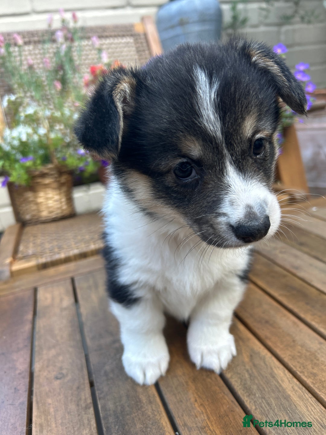 Welsh Corgi Pembroke dogs for sale: Champion bloodline KC reg. Pembrokes - Image 9