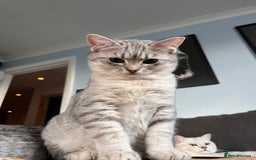 British Shorthair cats for sale: Beautiful British Shorthair Kittens... - Image 27