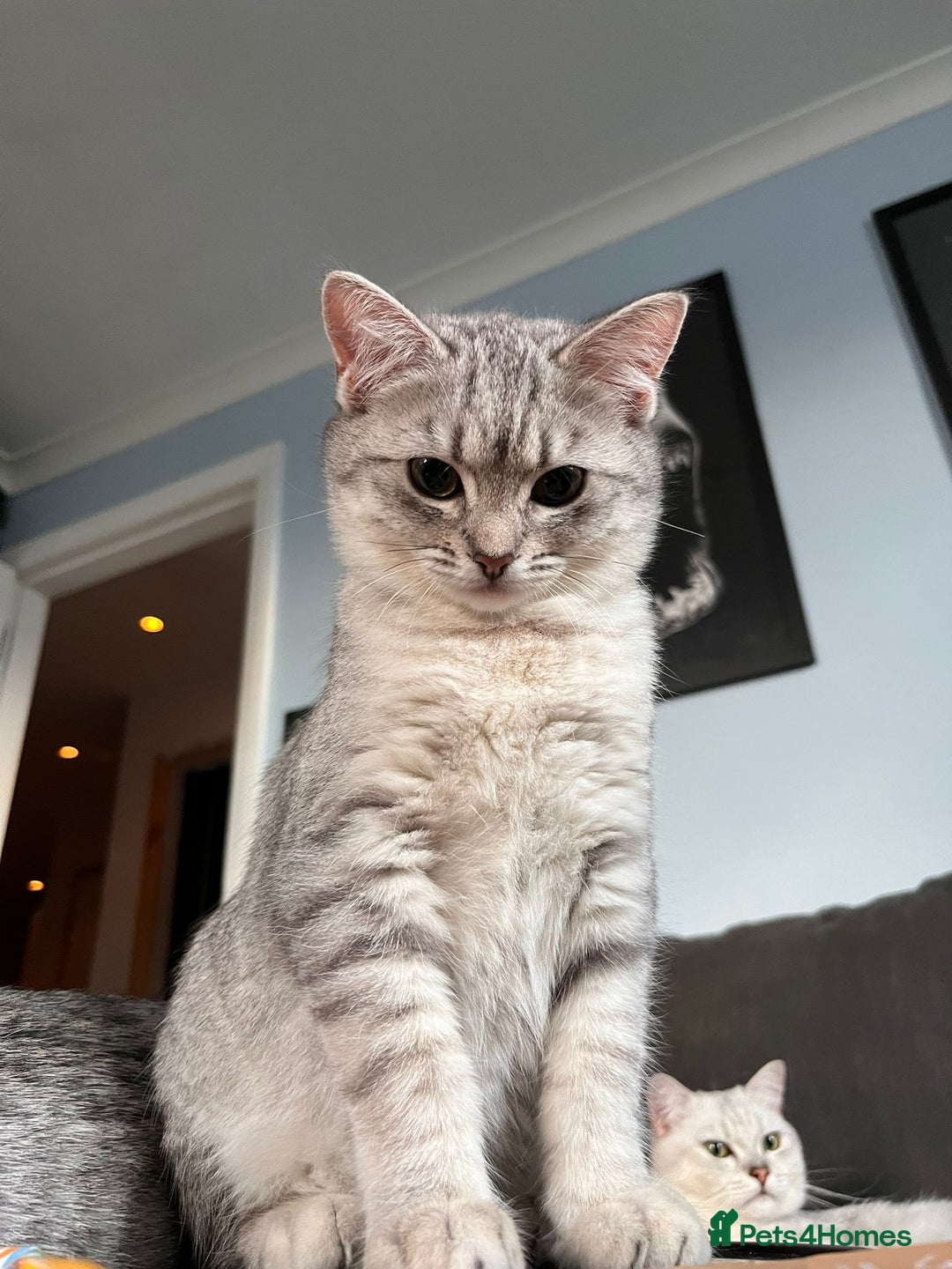 British Shorthair cats for sale: Beautiful British Shorthair Kittens... - Image 27